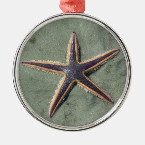 Starfish Purple sea star on beach Metal Ornament