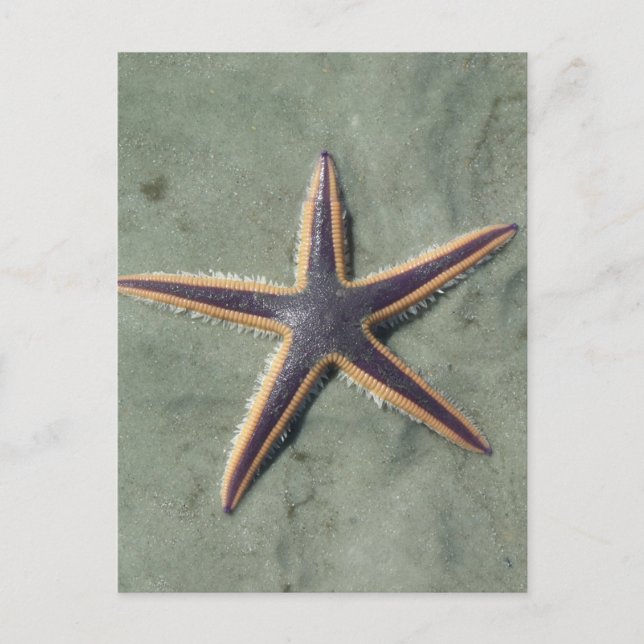 Starfish Purple sea star on beach Postcard (Front)