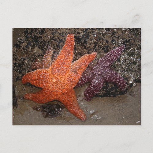 StarfishSea Stars Cannon Beach OR Photo 1 Postcard
