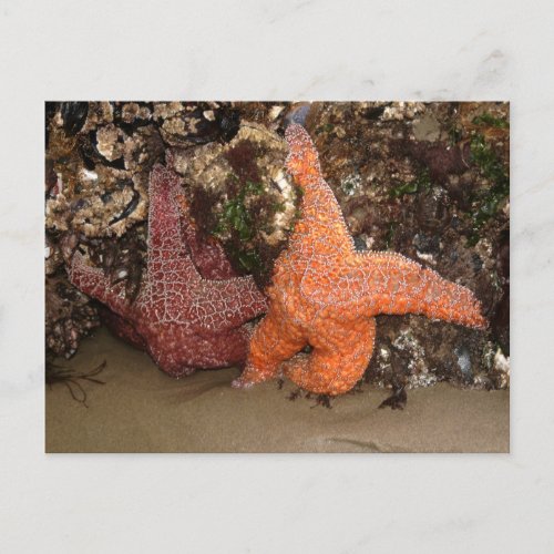 StarfishSea Stars Cannon Beach OR Photo 3 Postcard