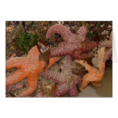 Starfish/Sea Stars in Cannon Beach, OR, Photo 4 (Front Horizontal)