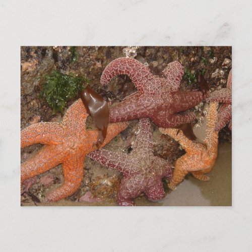 StarfishSea Stars in Cannon Beach OR Photo 4 Postcard