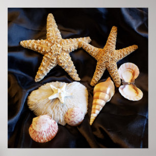 starfish seashells sealife beach still life photo poster
