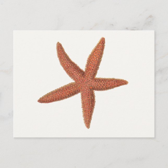 Starfish - Sherman Denton Fish Lithograph Postcard (Front)