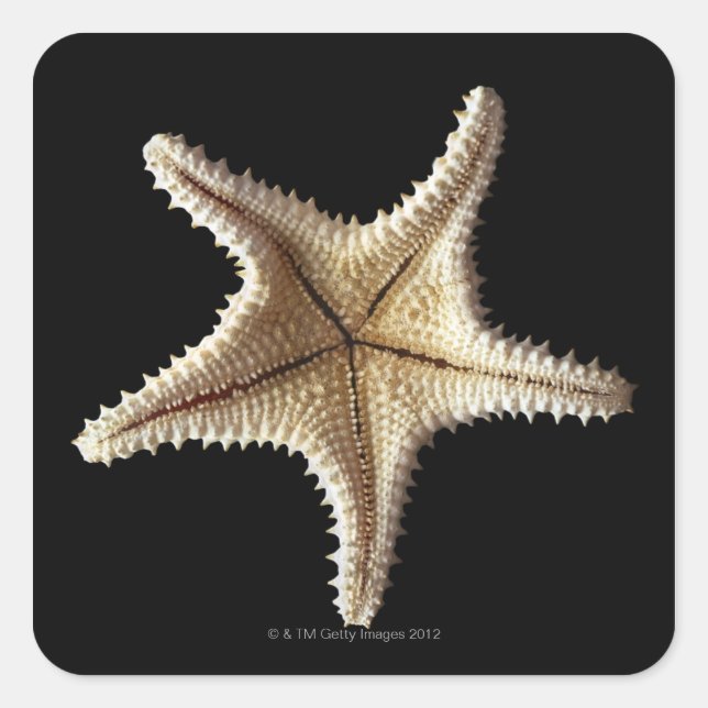 Starfish skeleton, close-up 2 square sticker (Front)