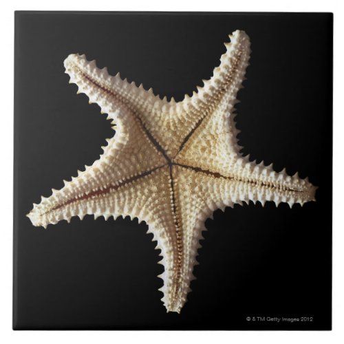 Starfish skeleton close_up 2 tile