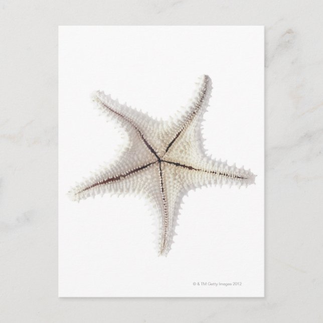 Starfish skeleton, close-up postcard (Front)