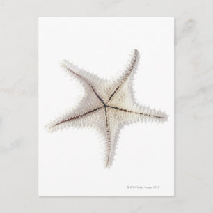 Starfish skeleton, close-up postcard