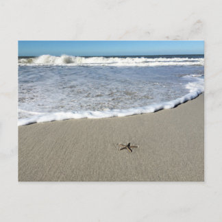 Starfish waiting for the waves postcard