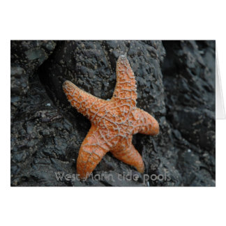 Starfish, West Marin tide pools Cards