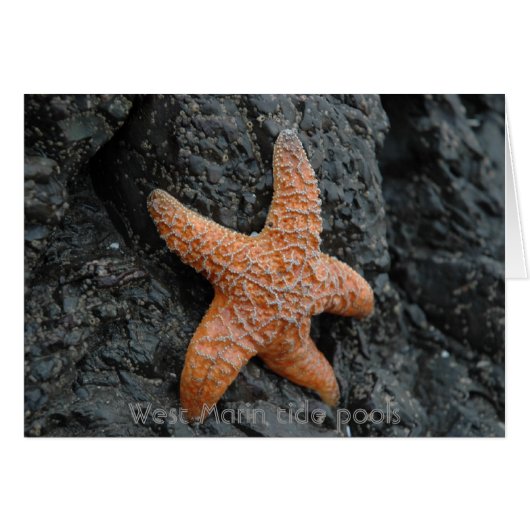 Starfish, West Marin tide pools Cards (Front Horizontal)