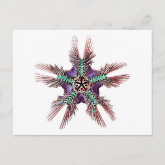 Starfish with Feathery Arms Postcard