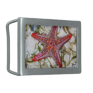 Starfish, Zanzibar, Tanzania Belt Buckle