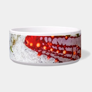 Starfish, Zanzibar, Tanzania Bowl