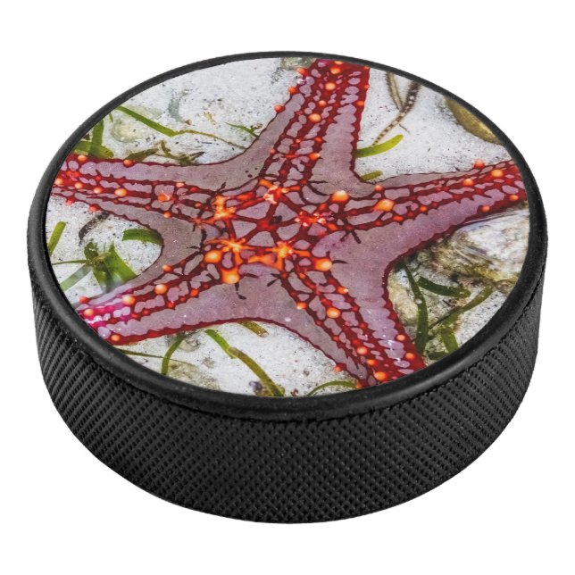 Starfish, Zanzibar, Tanzania Hockey Puck (3/4)