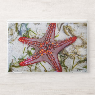 Starfish, Zanzibar, Tanzania HP Laptop Skin