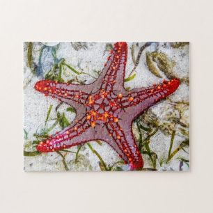 Starfish, Zanzibar, Tanzania Jigsaw Puzzle