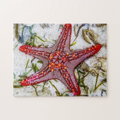 Starfish Zanzibar Tanzania Jigsaw Puzzle