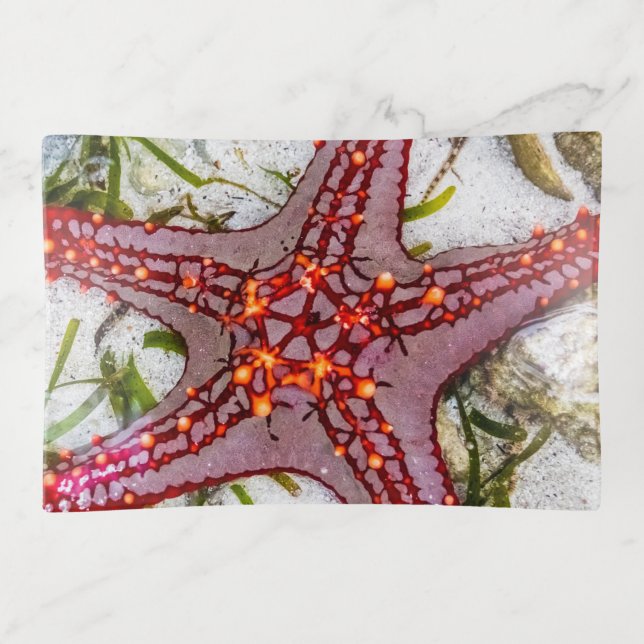 Starfish, Zanzibar, Tanzania Trinket Tray (Front)