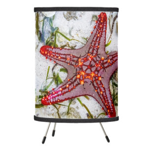 Starfish, Zanzibar, Tanzania Tripod Lamp