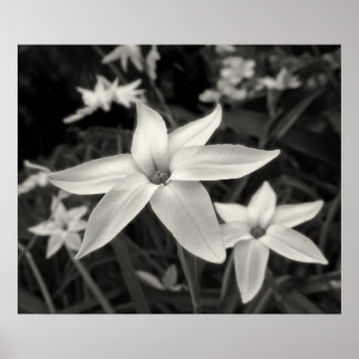 Starflower Black and White Print