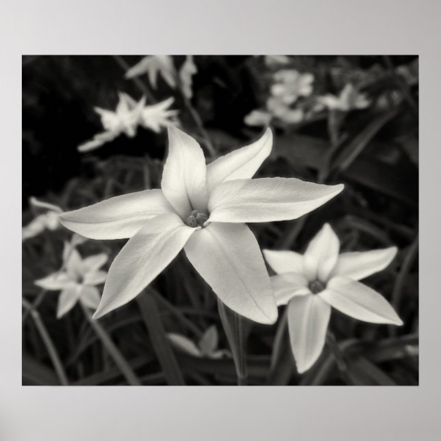 Starflower Black and White Print (Front)