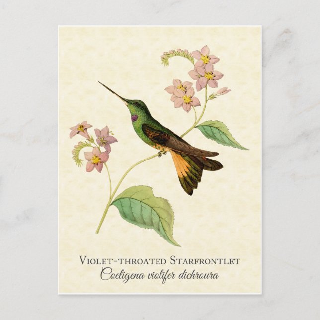 Starfrontlet Hummingbird Art Postcard (Front)