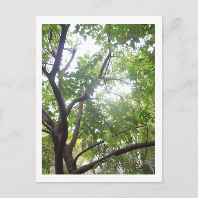 Starfruit Tree Postcard (Front)