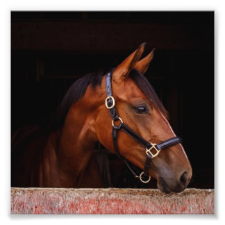 StarGazer Farm Foal & Horse Pictures Photo Print