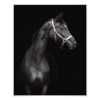 StarGazer Farm Foal & Horse Pictures Photo Print
