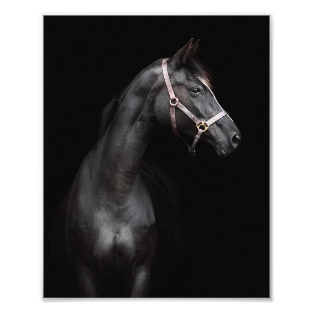 StarGazer Farm Foal & Horse Pictures Photo Print (Front)
