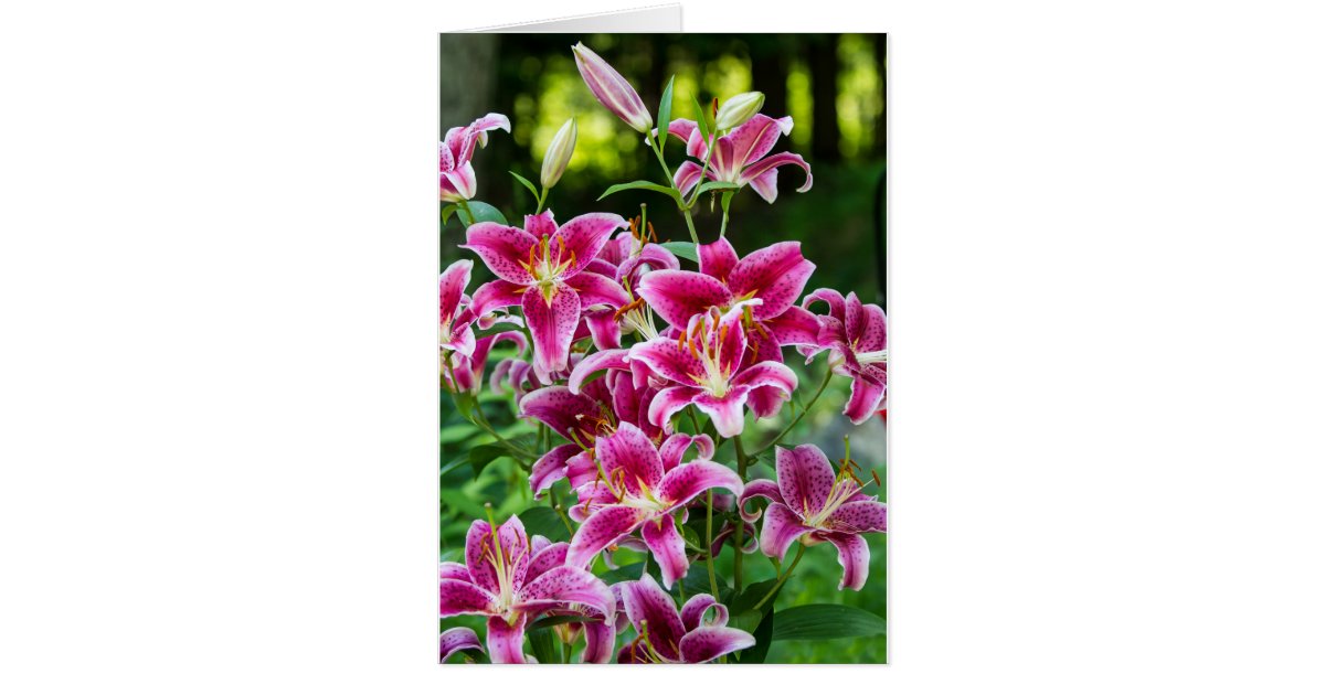 Stargazer Lilies Zazzle
