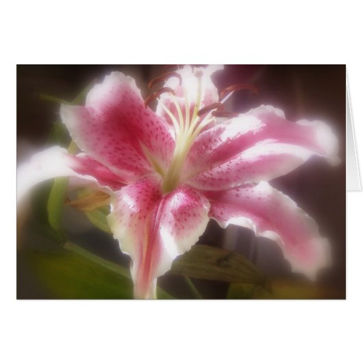 Stargazer Lilies #14 Cards (Front Horizontal)