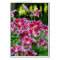 Stargazer Lilies
