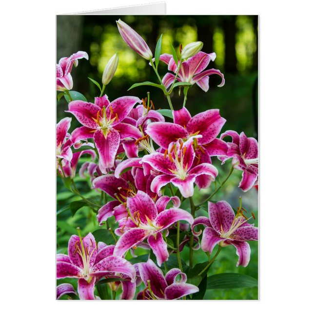 Stargazer Lilies Cards (Front)
