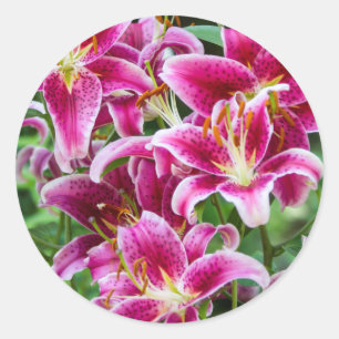 Stargazer Lilies Classic Round Sticker