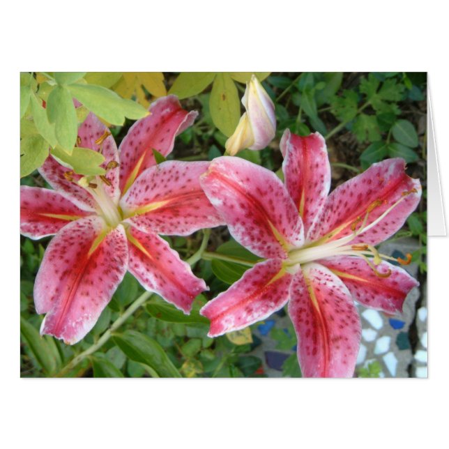 Stargazer Lilies Garden Floral Card (Front Horizontal)