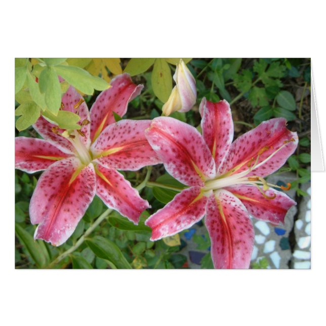 Stargazer Lilies Garden Floral Cards (Front Horizontal)