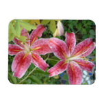 Stargazer Lilies Garden Floral Magnet