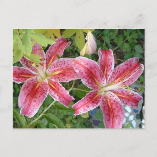 Stargazer Lilies Garden Floral Postcard (Front)