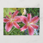 Stargazer Lilies Garden Floral Postcard