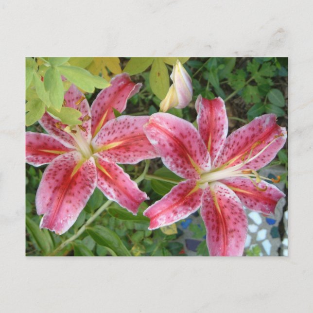 Stargazer Lilies Garden Floral Postcard (Front)