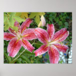 Stargazer Lilies Garden Floral Poster