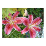 Stargazer Lilies Garden Floral Poster