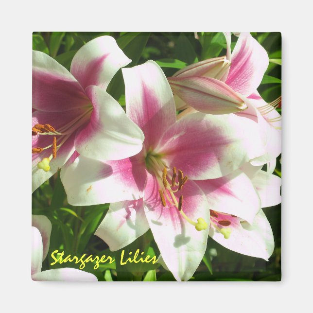 Stargazer Lilies Magnet (Front)