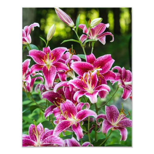 Stargazer Lilies Photo Print