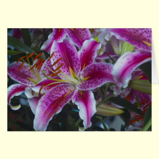 Stargazer Lilies Pink & Magenta Cards