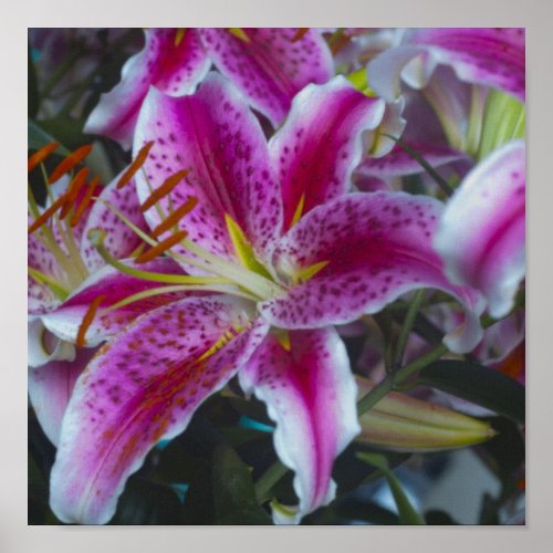 Stargazer Lilies Pink &amp; Magenta Poster