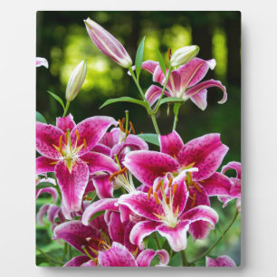 Stargazer Lilies Plaque