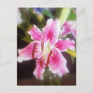 stargazer lilles #2 postcard